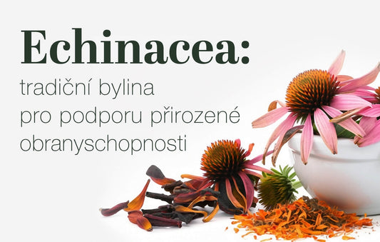 Echinacea: tradiční bylina pro podporu přirozené obranyschopnosti