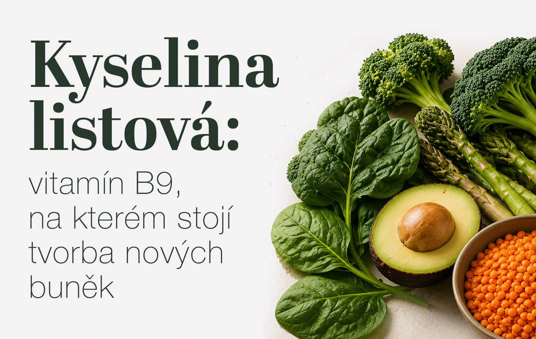 Kyselina listová: vitamín B9, na kterém stojí tvorba nových buněk