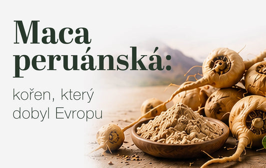 Účinky macy peruánské: kořen, který dobyl Evropu